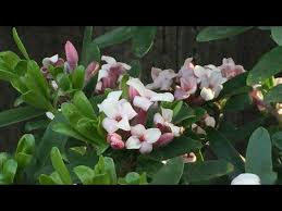 Image result for Synandrodaphne