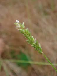 Image result for Sacciolepis indica