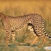 The leopard (panthera pardus) is one of the five extant species in the genus panthera, a member of the cat family, felidae. Https Encrypted Tbn0 Gstatic Com Images Q Tbn And9gcs8 Uia3jdr7bpgxhe4ryfdnjzfexolgvn5ar Afotszftxpc1o Usqp Cau