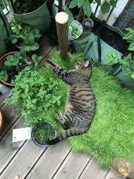 Katzen Grasbox Fur Den Balkon Frag Mutti In 2020 Katzengras Katzengarten Katze Balkon