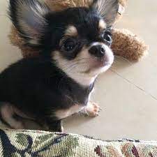 chihuahua おしゃれまとめの人気アイデア pinterest marchant helene 子犬 かわいい 可愛い犬 かわいいパグ
