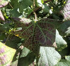 Image result for Grapevine leafroll virus