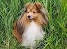 Miniature Sheltie Puppies: Do They Exist?