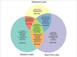 Template for a venn diagram comparing prokaryotic and eukaryotic. Weighted Venn Diagram Representing Shared And Unique Bacterial Download Scientific Diagram
