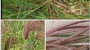 Rumput laut dapat menghambat kanker sebab gen anti kankernya yang mungkin berguna dalam menyembuhkan. Sambau 15 Khasiat Rumput Sambau Eleusine Indica Kaki Angsa Crowfoot Grass Kodei Ohishiba Youtube
