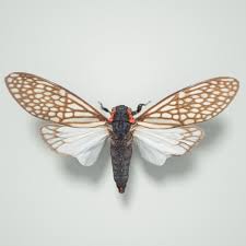 Cicada Ambragaena Palatinus China Insect 3d Model Cicada Insects Bugs And Insects