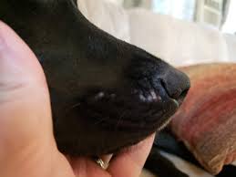 My 1 Year Old German Shepard Mix Has Some White Spots Immediately Next To His Nose On His Snout And Where His Whiskers Are It Doesn T Petcoach