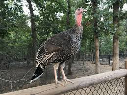 Today's broad breasted toms and hens usually weigh much more. Heritage Standard Bronze Turkey Poults Cackle Hatchery Bronze Turkey Heritage Turkey Breeds Turkey Breeds