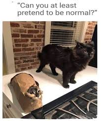 These animal memes should do the trick! 30 Funny Memes For Animals Factory Memes