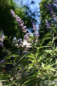 Image result for Vitex franceseana
