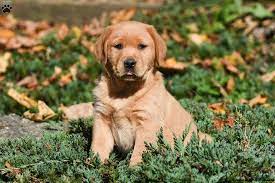 We did not find results for: Golden Labrador Puppies For Sale Greenfield Puppies