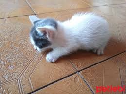 Petlebi Com On Twitter Antalya Kedi Tatli Mi Tatli 4 Yavru Kedi Ailesini Ariyor Https T Co Cmmpwvo9wx