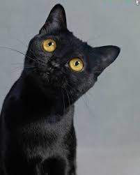 American Shorthair Bombay Cat Vs Black Cat Bombay 10 V 2020 G Kotenok Chernaya Koshka Koshki
