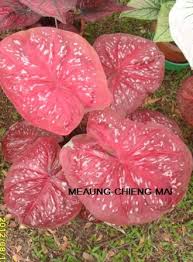 ความคิดเห็นที่ 11 คราวนี้มีอีกversionหนึ่ง เรื่องเทพหรือเทวดาที่ชื่อ ท้าวหิรัญพนาสูร หรือ ท้าวหิรัญฮู นี้เล่ากันมาตั้งแต่สมัยรัชกาล. à¸šà¸­à¸™à¸ª 6 à¸™ à¸§