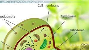 Check spelling or type a new query. Plant Cell Diagram Organelles Structure Functions What Is A Plant Cell Video Lesson Transcript Study Com