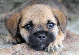 Bitte einfach auf das bild ihrer wahl klicken und sie erfahren mehr über das jeweilige tier: Verlassene Hunde Auf Facebook Suche Neues Zu Hause Spendengelder Reichen Aber Auch Allgemein Mobile Hundeschule Tophundeschule Hundetraining Deutschlandweit