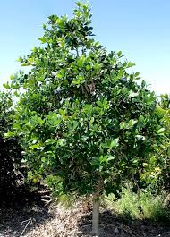 Image result for Capparis citrifolia