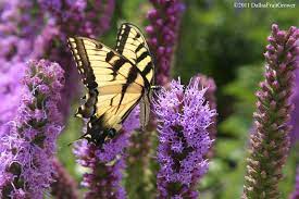 Come learn which varieties do well in our landscapes.presenter: Dallas Fruit And Vegetable Grower Perennial Flowers For North Texas