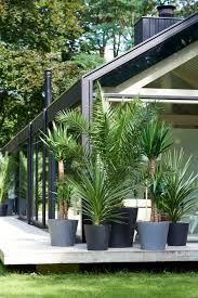 Garten terrasse/kübel wohnraum herkunft/klimazone mediterran mitteleuropäisch steppe/halbwüste tropisch. Gartenpflanzen Des Monats September 2018 Gartenpalmen Blumenburo