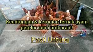 We did not find results for: Download Keuntungan Kerugian Ternak Ayam Petelur Semi Umbaran In Mp4 And 3gp Codedwap