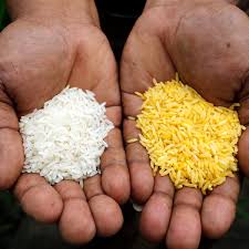 There's not enough of a noticeable. Block On Gm Rice Has Cost Millions Of Lives And Led To Child Blindness Gm The Guardian