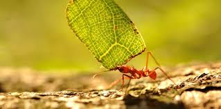 Jardin 10 Anti Fourmis Naturels Et Efficaces Anti Fourmis Anti Fourmi Naturel Fourmis