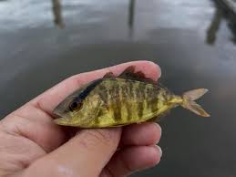 Image result for Dicoma arenaria