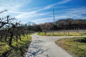 Hier wandert man auf der marillenmeile auf unterschiedlichen routen (von 2,2 bis 5,5 kilometer lang) durch blühende marillengärten und erfährt allerlei wissenswertes über das süße früchtchen. Wdf9rg8lbremhm