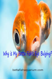 Pin On Betta Facts