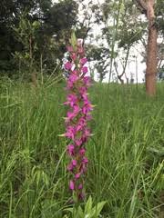 Image result for Disa zombica