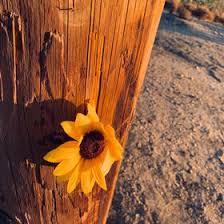 Avas flowers works with customers who are unsatisfied with their flower delivery. Ava Benavidez Avabenavidez Profile Pinterest