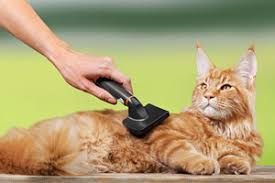 Regularly grooming your cat and vacuuming hair from your sit her on your lap, put a piece of uncooked spaghetti into the clippers and hold them near your cat. The 10 Best Cat Groomers Near Me With Free Quotes