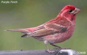 Black Bird With Yellow Belly Ohio Birds Of Ohio Flashcards By Proprofs Backyard Birds Beautiful Birds Missouri Birds