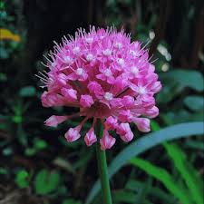 Image result for Tulbaghia alliacea