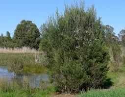 Image result for Melaleuca ericifolia