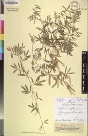 Image result for Indigastrum parviflorum