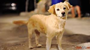 Black And Brown Dog Breeds Medium Racas De Caes De Tamanho Medio Foto Fotos De Alta Qualidade Cute Puppy Wallpaper Dog Breeds Medium Cute Puppies