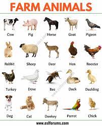This large collection of animals starting with o contains the meaning and an example of the word in a sentence. Farm Animals List Of 15 Popular Farm Domestic Animals In English Esl Forums