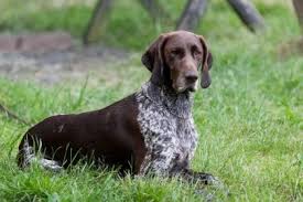 Image result for výmarský krátkosrstý ohař