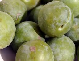Syzygium cumini, jambul, native to south asia. Damson Plum