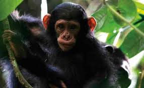 Image result for Uvariastrum germainii