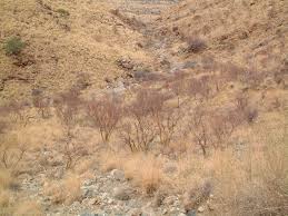 Image result for Euphorbia guerichiana