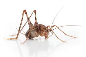 These crickets have very large powerful legs that they. Greenhouse Camel Cricket