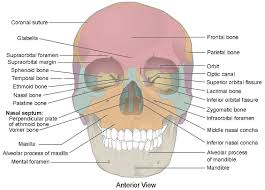 1 also, some people are more prone to headaches than others. The Skull Anatomy And Physiology I
