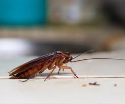 When you have pests on your property, don't wait—call the pest control experts to meet your specific needs, we have a wealth of natural, organic, and green pest management products and services, as well as more conventional ones if that's what you prefer. Pauls Pest And Termite Control Phoenix Arizona