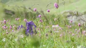 Aconitum Stock Video Footage 4k And Hd Video Clips Shutterstock