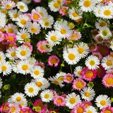 Image result for Erigeron