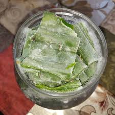 See the 2,500 year old chavin indian stone carving? Freeze Refreeze And Boil San Pedro Question On The Final Liquid Help Please The Psychedelic Experience Shroomery Message Board