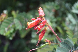 Image result for Caesalpinia cassioides