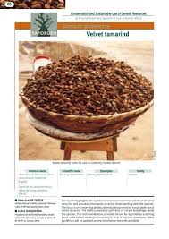 Image result for Dialium holtzii